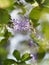 Violet flower on blurred of nature background frame space for write name Petrea volubilis