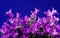 Violet flower Campanula