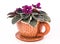 Violet flower in ceramics vase