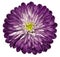 Violet flower chrysanthemum, garden flower, white isolated background with clipping path. Closeup. no shadows. centre.