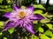 Violet flower Clematis on the sunny day