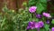 Violet flower Common Mallow Malva sylvestris in English garden, Beautiful   purple flowers on spring or summer