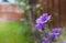 Violet flower Common Mallow Malva sylvestris in English garden, Beautiful purple flowers on spring or summer with blurry garden