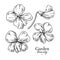 Violet flower drawing. Vector hand drawn engraved floral set. Vi