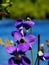 Violet flower Emory River nature art