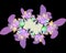 Violet flower fantasy fractal sparkling flowery abstract geometries, vivid texture
