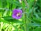 Violet flower in field, Lithuania