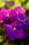 Violet, flower, flowers, naturel, colors, amethyst, beautiful, shades of blue, plants, viola, leaves, bedding plants, ecology, orn
