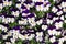 Violet, flower, flowers, naturel, colors, amethyst, beautiful, shades of blue, plants, viola, leaves, bedding plants, ecology, orn