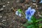 The violet flower in the garden of the sanatorium