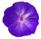 Violet flower geranium. white isolated background with clipping path. Closeup no shadows.