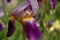 Violet flower of German Iris in spring