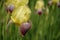 Violet flower of German Iris in spring