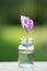 Violet flower in a glass vessel