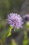 Violet flower of Globularia Punctata