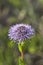 Violet flower of Globularia Punctata