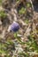 Violet flower of Globularia Punctata