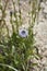 Violet flower of Globularia Punctata