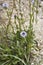 Violet flower of Globularia Punctata