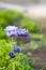 Violet flower on green blured background