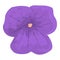 Violet flower icon cartoon vector. Flower pansy