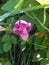 Violet flower of an Ipomea