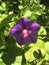 Violet flower of an Ipomea