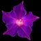 Violet flower of ipomoea, Japanese morning glory, convolvulus, isolated on black background