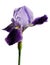 Violet flower of iris isolated