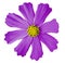 Violet flower kosmeya, white isolated background with clipping path. Closeup. no shadows. yellow mid.