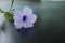 Violet flower and leaves of minnieroot tree in light