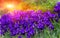 Violet flower meadow