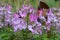 Violet flower mountain lilac flower