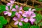 Violet Flower (Oxalis debilis) in a Garden