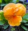 Violet flower. Pansies. flower Pansy. Colorful pansies. Orange p