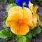 Violet flower. Pansies. flower Pansy. Colorful pansies. Orange p