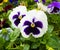 Violet flower. Pansies. flower Pansy. Colorful pansies. White pa