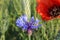 Violet flower with papaver rhoeas between corn