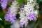 Violet flower of Petrea Flowers