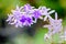 Violet flower of Petrea Flowers