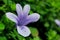 Violet flower of Philippine violet, Barleria cristata