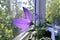 Violet flower of Platycodon grandiflorus on sunlight. Balcony greening.