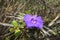 Violet flower with stamen upright, endemic in the Chapada Diamantina, Brazil