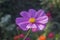 Violet flower on a sunny day against green natural background. Close-up