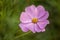 Violet flower on a sunny day against green natural background. Close-up