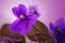 Violet flower of Viola