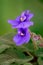 Violet flower (Viola odorata)