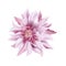 Violet flower on a white background isolated with clipping path. Soft tender Dahlia closeup. Macro big shaggy flower for graphic