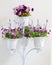 Violet flower in white four flower pots decoration.