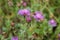Violet flower of wild thistle (carduus)